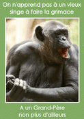 Un singe qui fait rire les grands-p&egrave;res